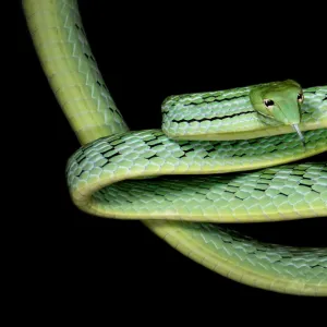 Oriental Whip snake