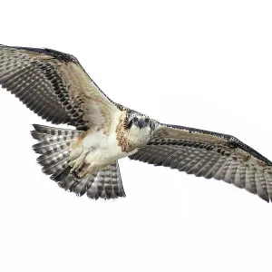 Eastern Osprey in Flight Print