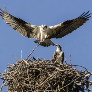 Osprey stick nest mating Osprey stick nest mating