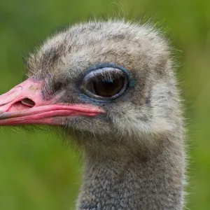 Ostrich