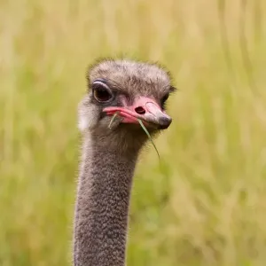 Ostrich Ostrich