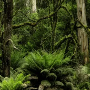 Otway National Park