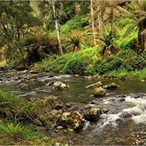 Otway rainforest, Victoria, Australia