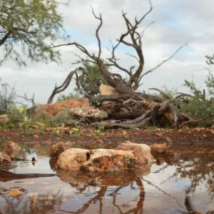 Outback landscape