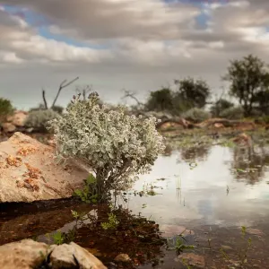 Outback Landscape Print after Heavy Rain
