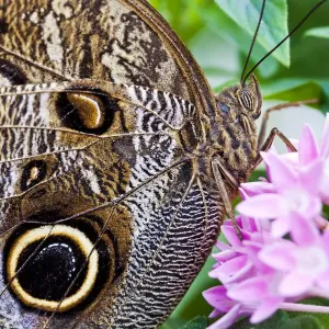 Weißwenge Schmetterling