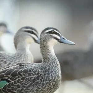 Pacific Black Ducks Print from Australian Views