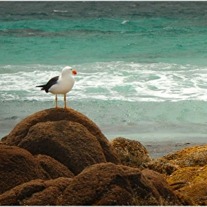 Pacific Gull, King Island, Bass Strait, Tasmania, Australia