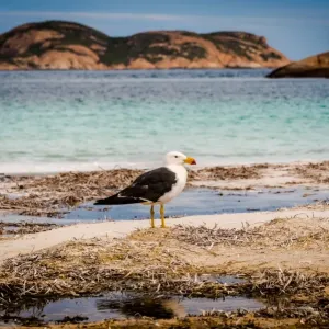 Pacific Gull at Lucky Bay Pacific Gull at Lucky Bay