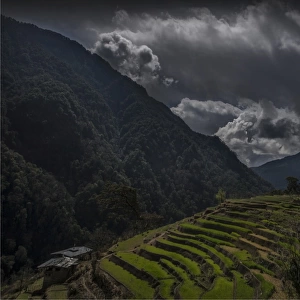 Paddy fields in the mountainous region of Gasa, Northern Bhutan