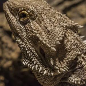 Pagona, bearded dragon