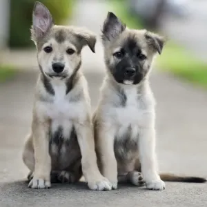 a pair a pair