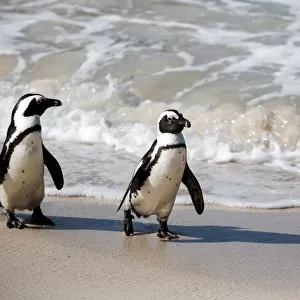 A Pair of African Penguins Walking on the Shore at Boulders Beach near Simons Town, South Africa