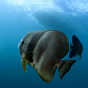 Pair of Batfish at Fish Rock Island Pair of Batfish at Fish Rock Island