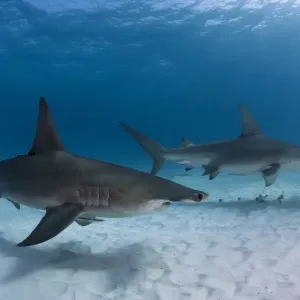 Pair of great hammerhead sharks Pair of great hammerhead sharks