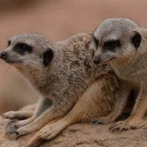 Un Couple de Mangoustes (Suricata suricatta)
