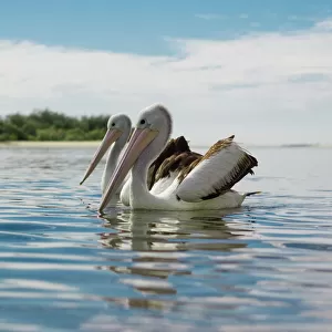 A Pair of Pelicans in Sync on the Water