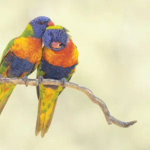 A pair of rainbow lorikeets (Trichoglossus moluccanus) grooming each other while perched