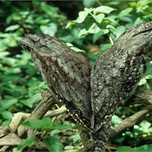 Pair of Tawny Frogmouths resting in a tree branch