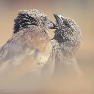 Pair of wild apostle birds (Struthidea cinerea) grooming in tender behaviour moment Pair of wild apostle birds (Struthidea cinerea) grooming in tender behaviour moment
