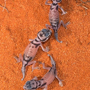 Pale Knob-tailed Gecko babies