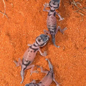 Les bébés lézards gékkos à houppe pâle.