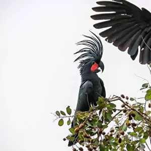 Palm Cockatoos