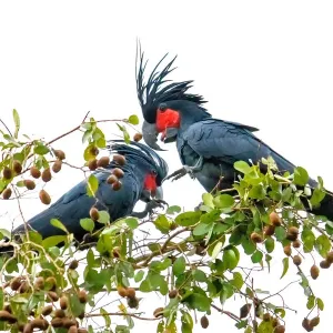 Palm Cockatoos