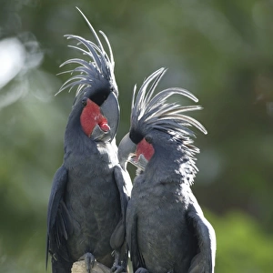 Palm Cockatoos, pair / (Probosciger atterimus)