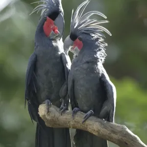 Palm Cockatoos, pair / (Probosciger atterimus)