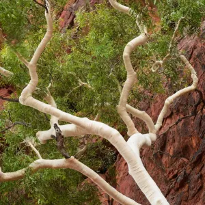 Palm Valley, Finke Gorge National Park, Northern Territory, Australia