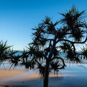 Pandanus Palm Print - Noosa National Park Beach Scene