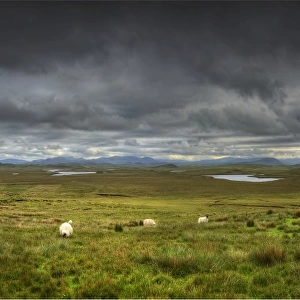 A panoramic view of the sheep farming countryside on the Isle of Lewis, Outer Hebrides, Scotland