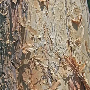 Australian Paper Bark Print
