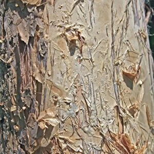 Paper Bark Textures