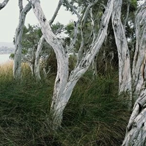 Paper Bark Trees