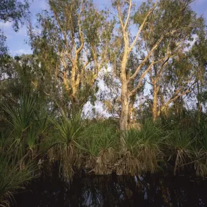 Paperbark Trees in Pentecost River, Kimberley, Western Australia