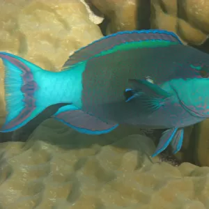Parrot fish in Great Barrier Reef