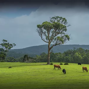 Pastural scene near Walkers hill, Flinders Island, Bass Strait, Tasmania