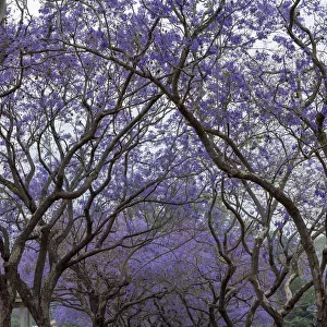 Pathway covered with purple flowers from the Jacaranda trees
