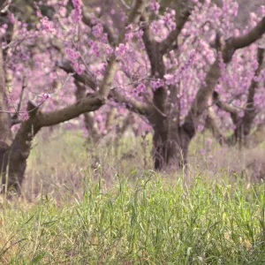 Peach orchard tree