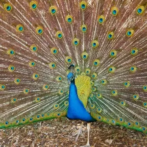 Peacock attraction