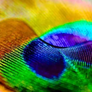 Peacock Colours Print (Macro) - Large Scale Bird Illustration Peacock Colours Print (Macro) - Large Scale Bird Illustration