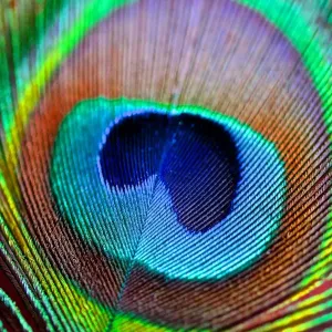 Australian Peacock Feather Print (Macro) Australian Peacock Feather Print (Macro)