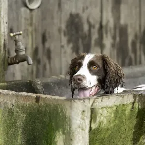 Peeking Spaniel Print from Australian Views