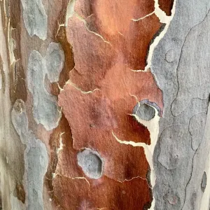 Eucalyptus Tree Trunk Print Eucalyptus Tree Trunk Print