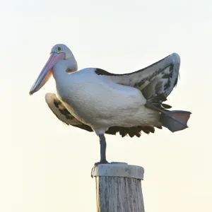 Pelican