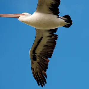 Pelican