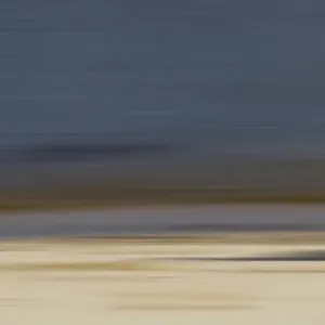 Pelican