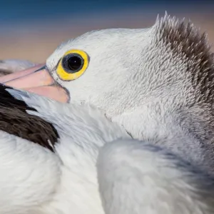 Pelican in Australia